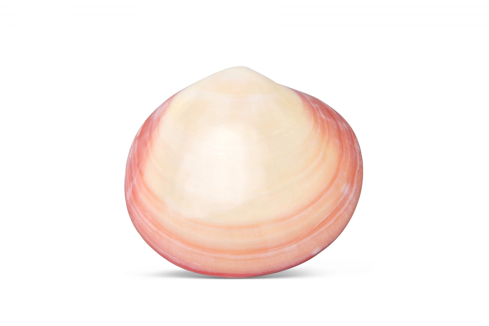 lavashell-massage-venusmuschel-aus-porzellan-selbstw-rmend image 1